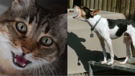 ԱԲ-ն կենդանիների հնչյունները կթարգմանի մարդուն հասկանալի լեզվով