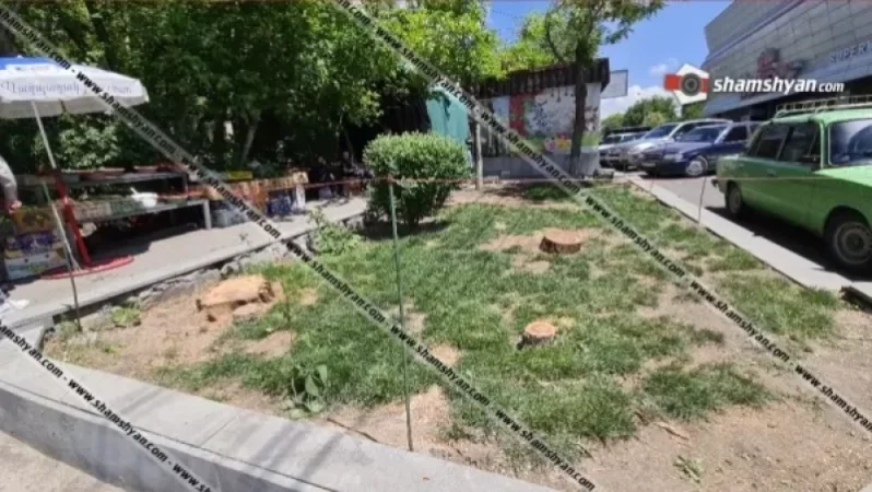 Երևանում գիշերը գաղտագողի հերթական ծառերի սպանդն են իրականացրել. Shamshyan. com