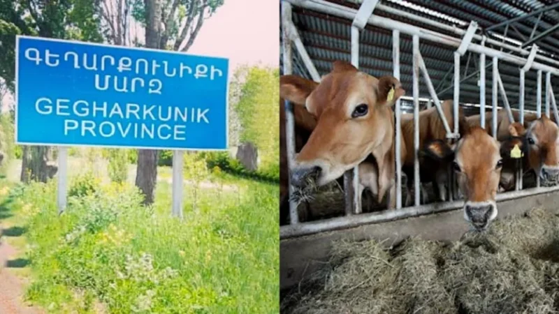 Բրուցելոզ՝ Գեղարքունիքի մարզում․ հիվանդությունը մարդկանց մոտ ևս հայտնաբերվել է