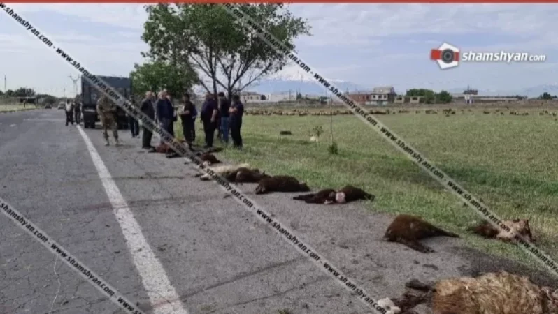 Արմավիրում 28-ամյա վարորդը ոչ սթափ վիճակում Toyota Camry-ով մխրճվել է հոտի մեջ. 31 գառ տեղում սատկել է