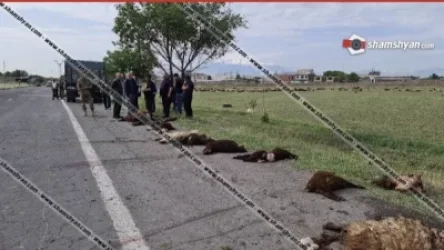 Արմավիրում 28-ամյա վարորդը ոչ սթափ վիճակում Toyota Camry-ով մխրճվել է հոտի մեջ. 31 գառ տեղում սատկել է