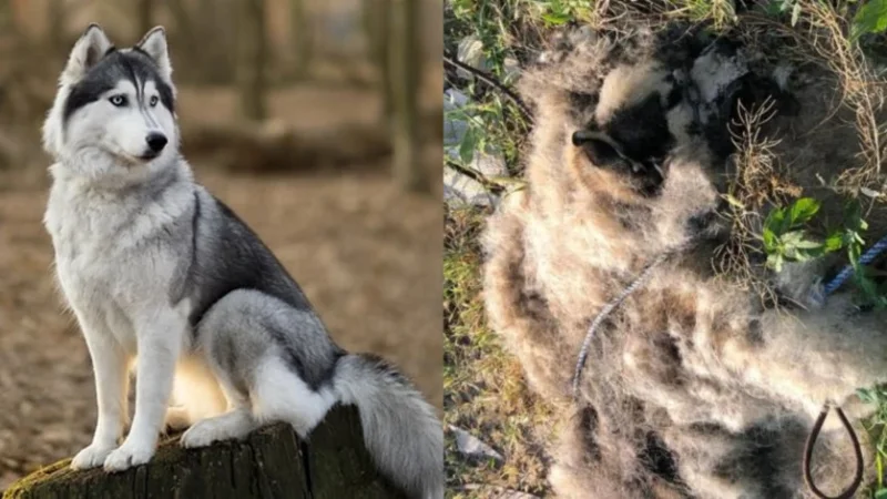 Տղամարդը խեղդել, ապա մորթազերծ է արել շանը