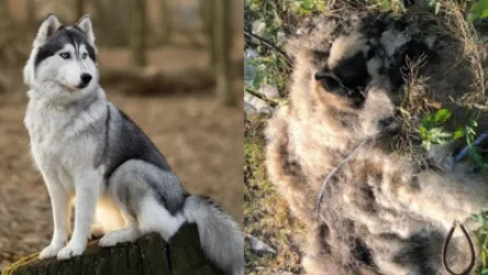 Տղամարդը խեղդել, ապա մորթազերծ է արել շանը