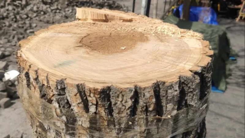 Երևանում հաճախակիացել են ինչպես ծառերը վնասելու, այնպես էլ դրանց գողության դեպքերը. Արմեն Բեգոյան