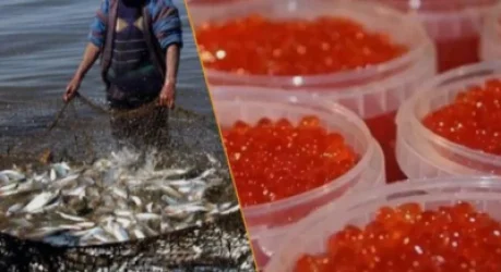 Սիգի ձկնկիթի արտահանումը ժամանակավորապես կարգելվի