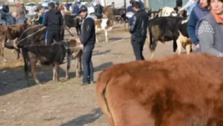 Անասնաշուկայում վկայական ունեցել է խոշոր եղջերավոր կենդանի վաճառող միայն մեկ քաղաքացի. ՍԱՏՄ