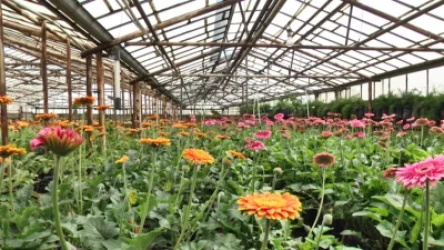 Պետական աջակցությամբ ծաղկի ջերմոցներ կառուցած տնտեսվարողները սննկանում են