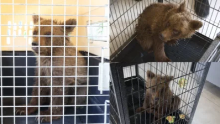 Զինծառայողները փրկել են հյուծված քոթոթին