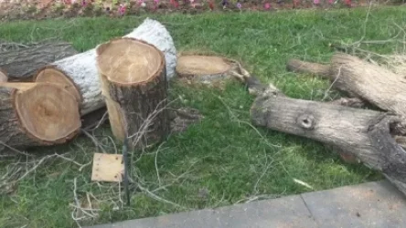 Երևանում ծառ կտրողների ով լինելը հայտնի է. Նրանցից մեկը հարվածել էր ոստիկանություն ահազանգած կնոջը