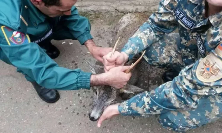 Rescue Operation: Deer Found in Aghstev River Safely Recovered
