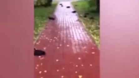 ՏԵՍԱՆՅՈՒԹ․ Ագռավների զանգվածային անկում է գրանցվել