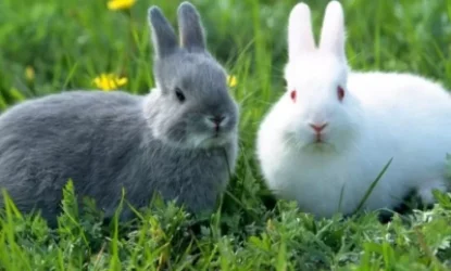 Ճագարները կօգնեն Ֆրանսիայի ոստինկաններին. ինչպես