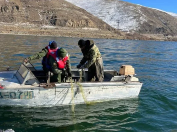 Սևանից դուրս է բերվել 38 ձկնորսական ցանց՝ 65 կգ սիգով