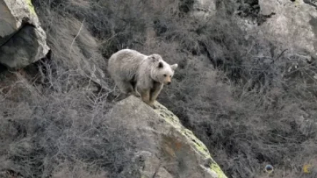 Տեսախցիկն արձանագրել է Հայաստանի անտառներում ապրող գորշ արջերին