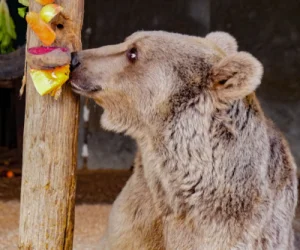 Հանքավանում 8 տարի գերության մեջ եղած գորշ արջը փրկվել է