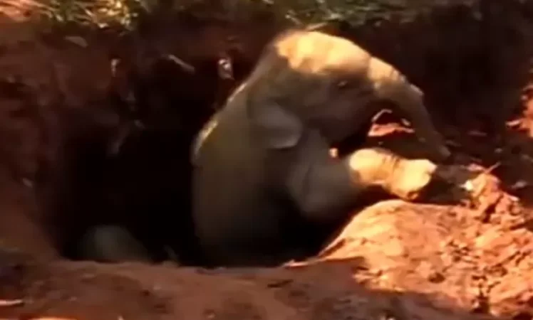 VIDEO: How Two Baby Elephants Were Rescued