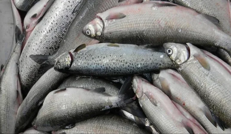 Սևանա լճում սիգի որսը արգելվում է. խախտելու դեպքում նախատեսվում է խիստ պատասխանատվություն