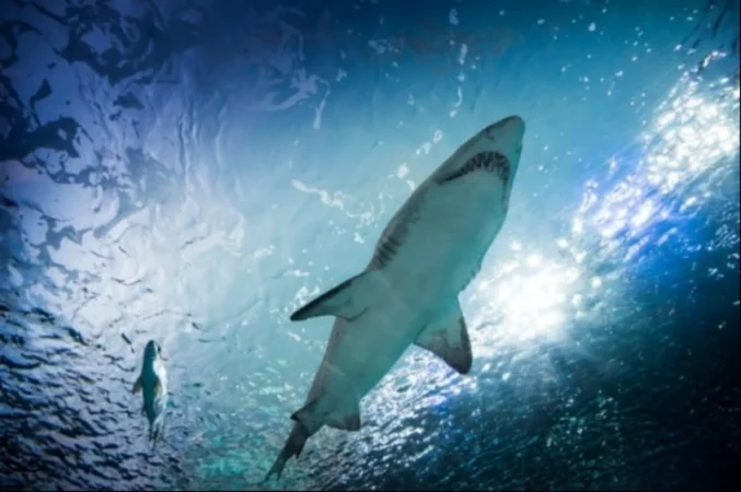 Զբոսաշրջիկ է մահացել շնաձկան հարձակման հետևանքով․ մանրամասներ