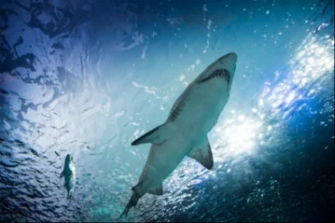 Զբոսաշրջիկ է մահացել շնաձկան հարձակման հետևանքով․ մանրամասներ