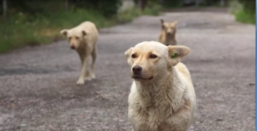Ձերբակալվել է Դիլիջանում շների ականջները կտրած անձը. նա ասել է պատճառը