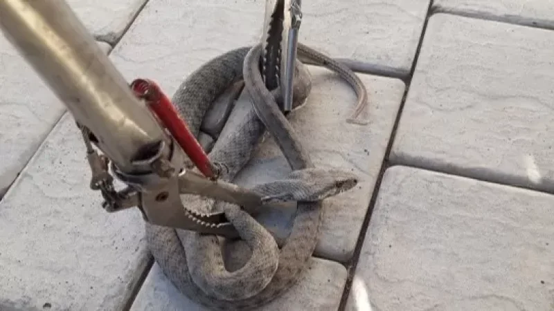 Օձերը կրկին սկսել են ակտիվանալ