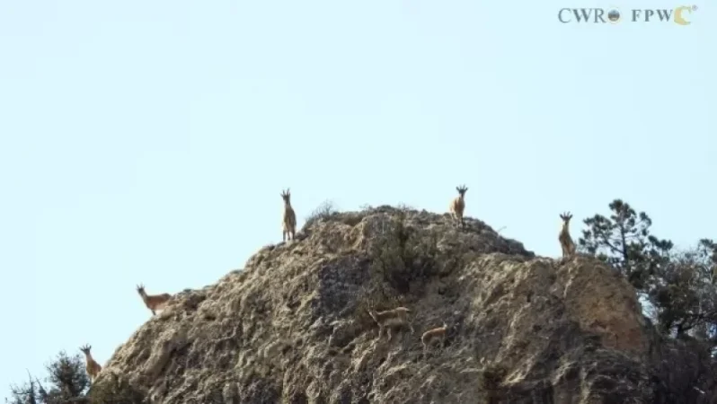 Ուշադրություն, նկարում են․ բեզոարյան այծերի ֆոտոսեսիան` հայոց լեռներում