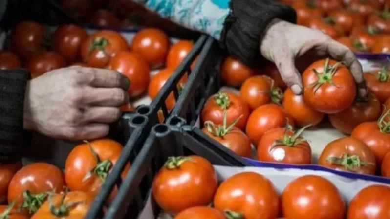 Ռուսաստանում վնասատուներ պարունակող ադրբեջանական լոլիկի ներկրման նոր դեպքեր են բացահայտվել