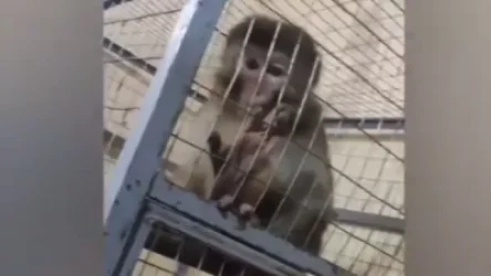 ՏԵՍԱՆՅՈՒԹ. Կապիկին պահում են փոքր, նեղ ու կեղտոտ վանդակի մեջ. քաղաքացին ահազանգում է