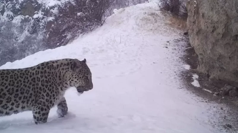 «Խոսրովի անտառ»-ում ֆոտոթակարդները կրկին նկարահանել են Նեո ընձառյուծին