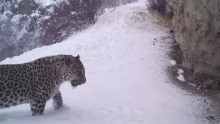 «Խոսրովի անտառ»-ում ֆոտոթակարդները կրկին նկարահանել են Նեո ընձառյուծին