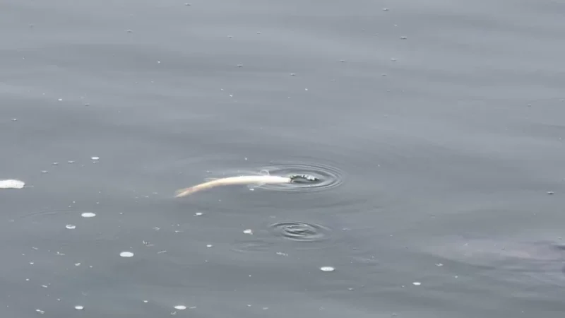 Վարդավառի լճի ջրում լուծված թթվածինը բավարար չէ ձկների կյանքի պահպանման համար