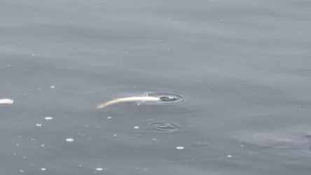 Վարդավառի լճի ջրում լուծված թթվածինը բավարար չէ ձկների կյանքի պահպանման համար