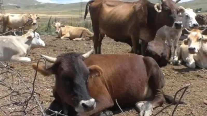 Իսահակյան գյուղում խոշոր եղջերավոր անասունների անկման դեպքեր են գրացվել