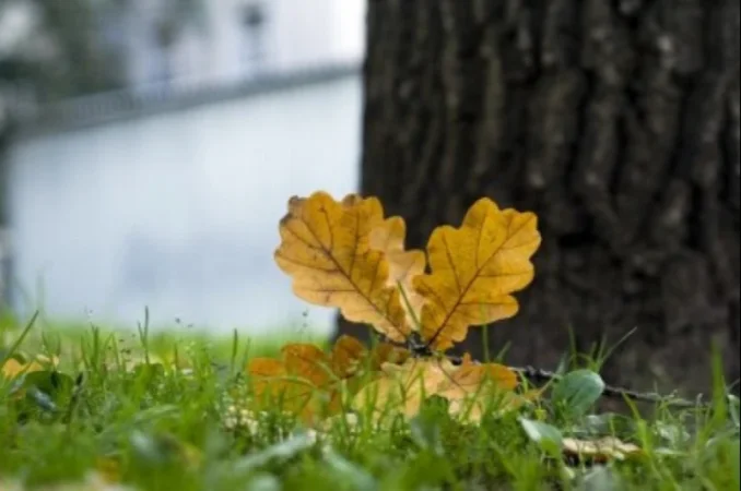 Հայտնի է՝ նոյեմբեր ամսվա առաջիկա օրերի եղանկային կանխատեսումը