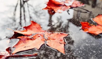 Անձրևները կվերսկսեն, հնարավոր է քամու ուժգնացում․ եղանակը՝ առաջիկայում