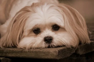 Շները տխրությունն ապրում են այնպես, ինչպես իրենց տերերը