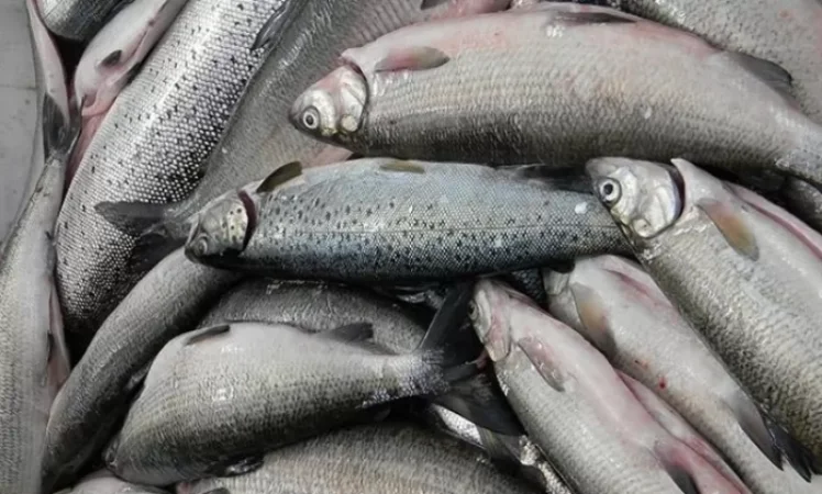 Հիմա հատկապես պետք է արգելվի սիգի որսը, բայց ճիշտ հակառակն է․ Բարդուխ Գաբրիելյան