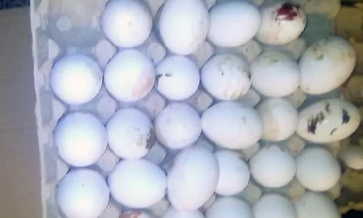 Կանխվել է «Լուսակերտ» -ի կողմից կեղծարարության միջոցով սննդամթերքի ներկրման փորձը. ՍԱՊԾ