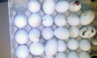 Կանխվել է «Լուսակերտ» -ի կողմից կեղծարարության միջոցով սննդամթերքի ներկրման փորձը. ՍԱՊԾ