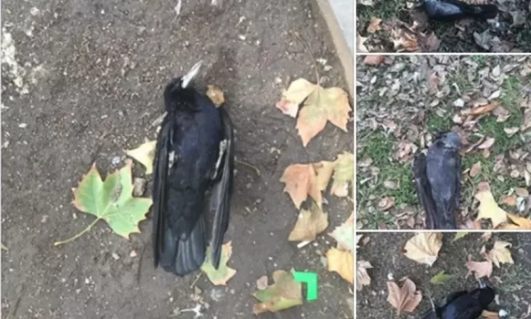 Photos: Birds Falling in Yerevan