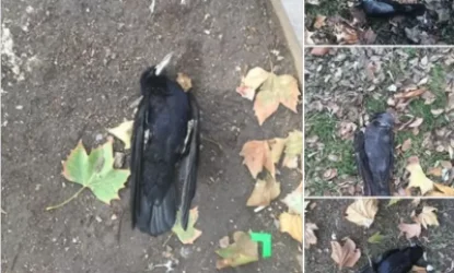 ԼՈՒՍԱՆԿԱՐՆԵՐ․ Երևանում թռչուններ են անկում