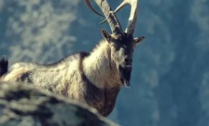 Վայոց Ձորում Hummer-ով տղերքը բեզոարյան այծ են որսացել