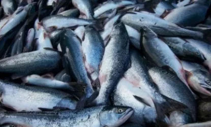 Ուժեղացված միջոցառումներ կիրականացվեն Սևանա լճում տարածքում