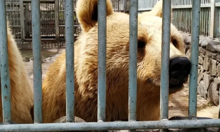 PHOTOS: Family of Captive Bears in the Area of Ashtarak Gorge Restaurant