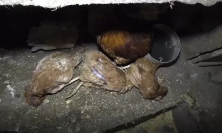 Հայաստանում թռչունների անկումը Նյուքասլյան հիվանդության հետևանք է