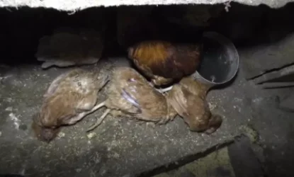 Հայաստանում թռչունների անկումը Նյուքասլյան հիվանդության հետևանք է