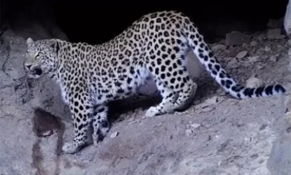 Կառավարությունը 2019թ–ը հայտարարեց Կովկասյան ընձառյուծի տարի