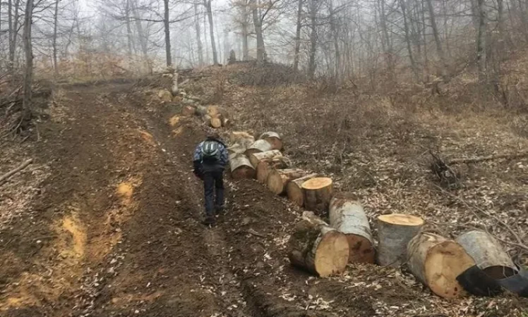 Video: Person Responsible for Tree Cutting in Dilijan National Park Identified