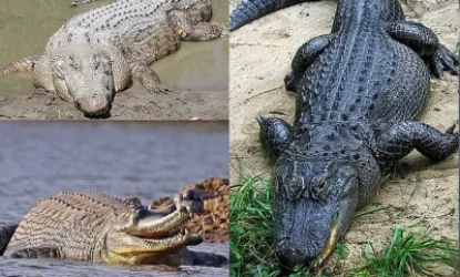 ՊԵԿ-ում հասկացել են կոկորդիլոսը կենդանի՞ է, թե՞ թռչուն․ Մարզպետի ծրագիրը տեղից շարժվել է