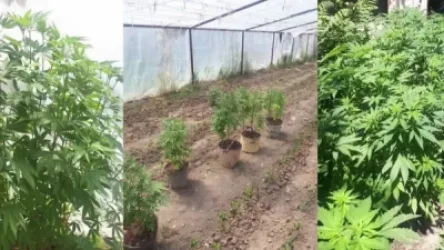 ՏԵՍԱՆՅՈՒԹ. Էջմիածնի բնակիչների տանը 250-ից ավելի կանեփի թուփ է հայտնաբերվել